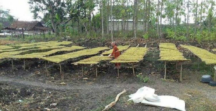 Dana Cukai Rokok Lamongan Naik Jadi Rp 12,8 M, Ini Tiga Kelompok Sasaran Penerima